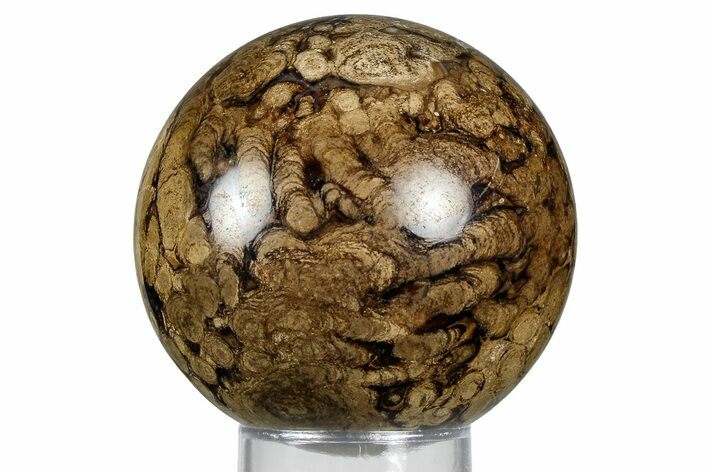 Polished Fossil Stromatolite (Chlorellopsis?) Sphere - Wyoming #369065